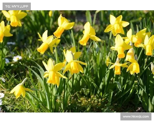 以法甲冠军有哪些为中心深入解析历史荣誉榜发展脉络与经典赛季纵览 以法甲冠军有哪些为中心深入解析历史荣誉榜发展脉络与经典赛季纵览